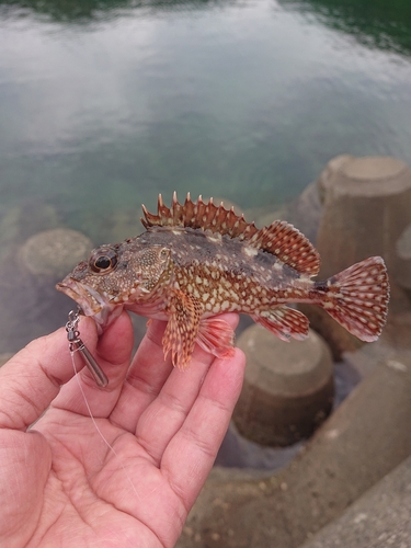 カサゴの釣果