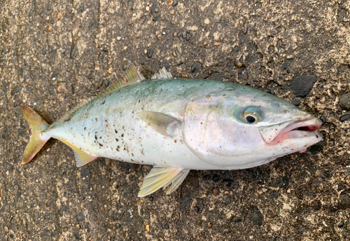 イナダの釣果