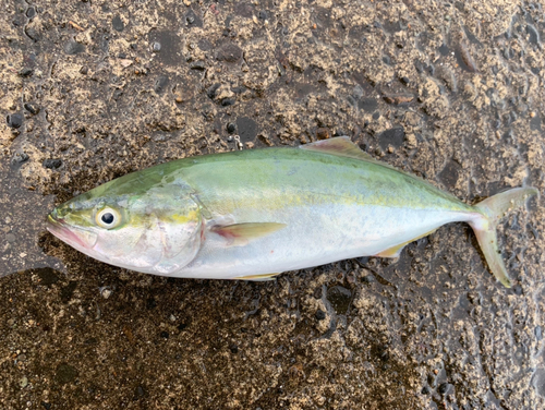 イナダの釣果