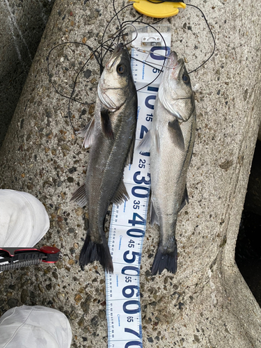 シーバスの釣果