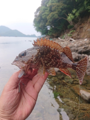 カサゴの釣果