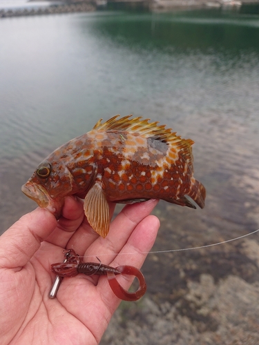 キジハタの釣果