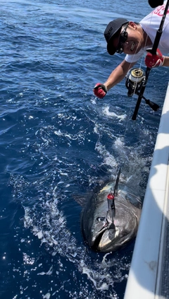 クロマグロの釣果