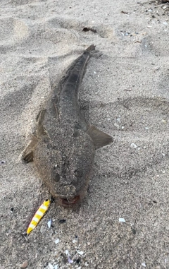 マゴチの釣果