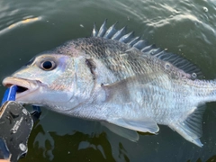 キビレの釣果