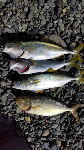 ワカシの釣果