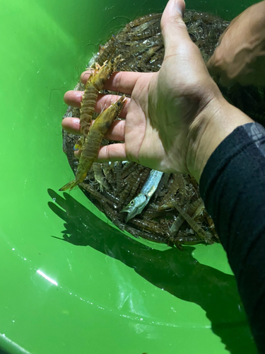 エビの釣果