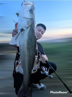 スズキの釣果