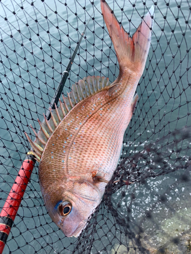 マダイの釣果