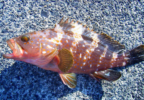 キジハタの釣果