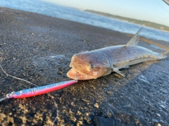 エソの釣果