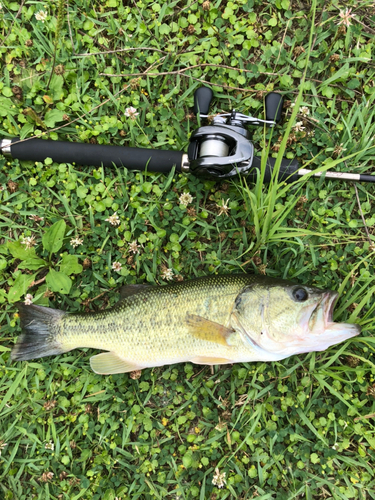 ラージマウスバスの釣果