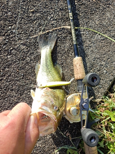 ラージマウスバスの釣果