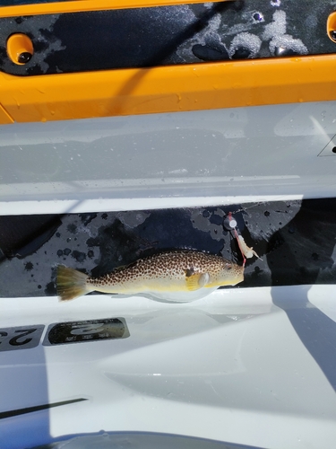 フグの釣果