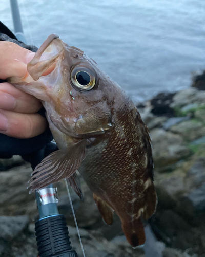 エゾメバルの釣果