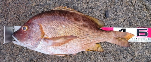 シブダイの釣果