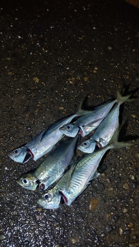 アジの釣果