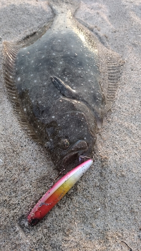 ヒラメの釣果