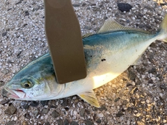 ツバスの釣果