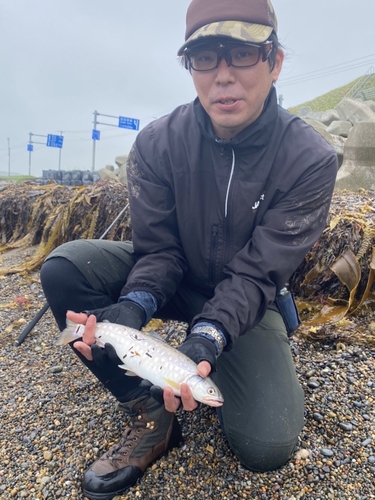 アメマスの釣果