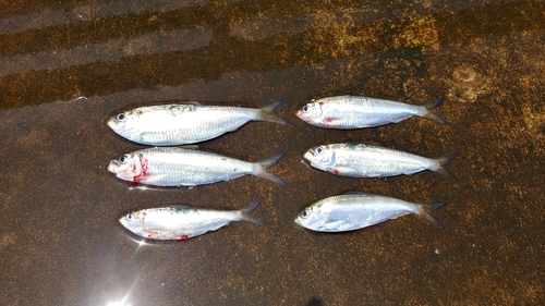 サッパの釣果