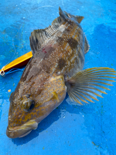 アイナメの釣果