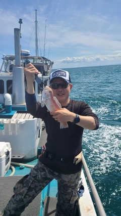 シロアマダイの釣果