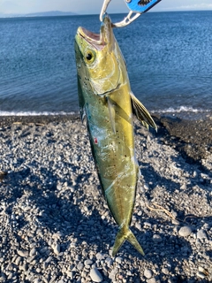 シイラの釣果