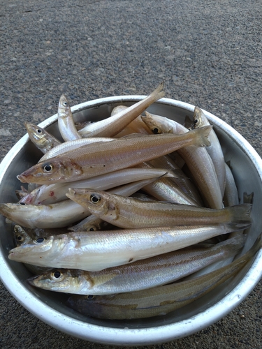 キスの釣果