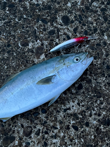 イナダの釣果