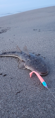 マゴチの釣果