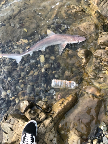 サメの釣果