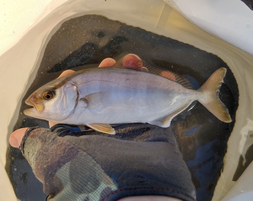 ショゴの釣果