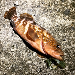 アコウの釣果