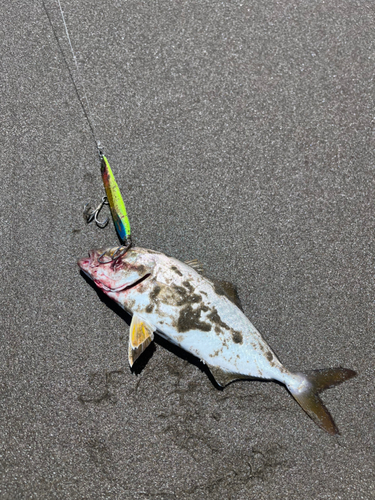 ショゴの釣果