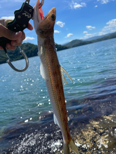 エソの釣果