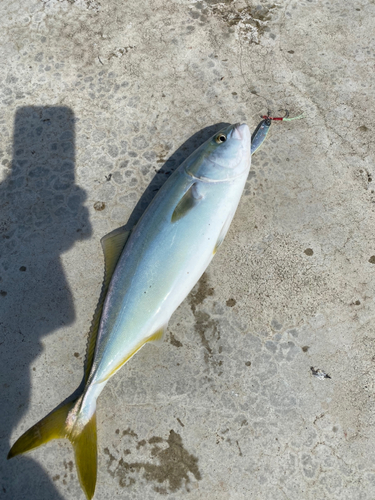 イナダの釣果