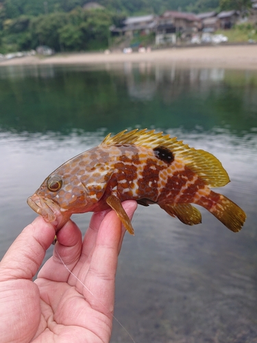 キジハタの釣果