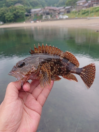 カサゴの釣果