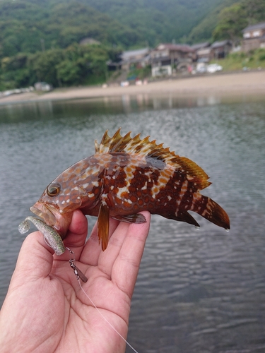 キジハタの釣果