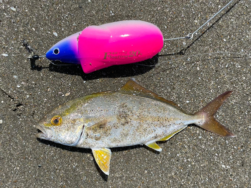 ショゴの釣果