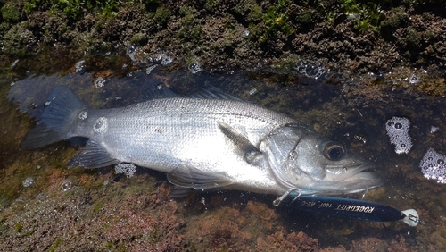 ヒラスズキの釣果