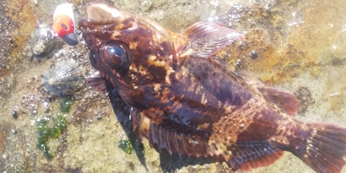 ムラソイの釣果