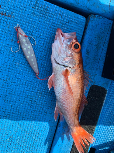 アカムツの釣果