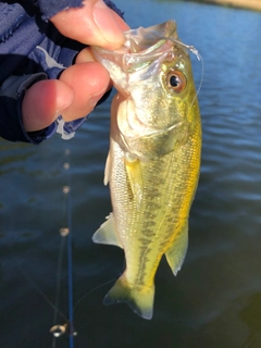 ラージマウスバスの釣果