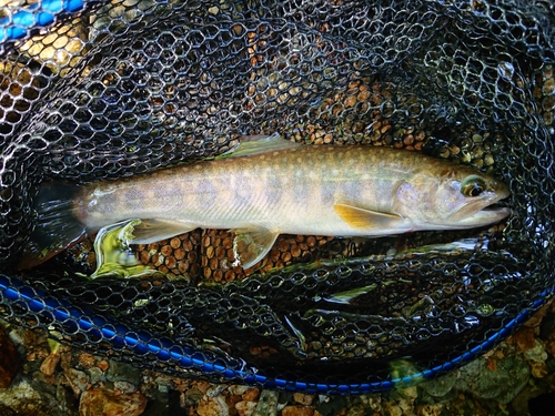 イワナの釣果