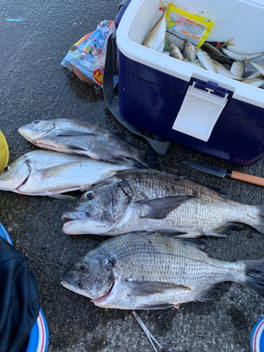 チヌの釣果