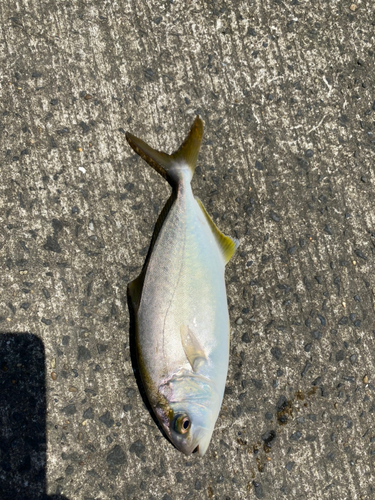 ショゴの釣果