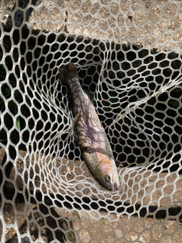 ニジマスの釣果