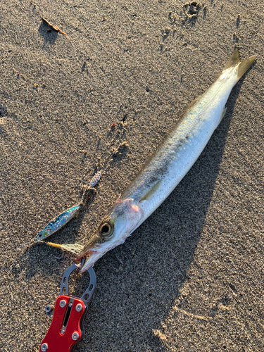 カマスの釣果